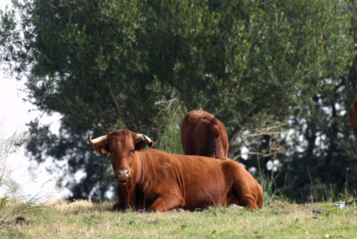 La Junta realiza un nuevo pago de 32 millones de euros de ayudas para la agricultura y la ganadería ecológicas